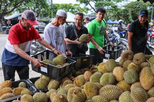DURIAN FAMA