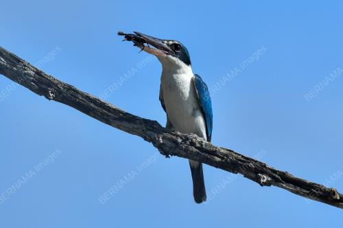 BURUNG PEKAKA SUNGAI
