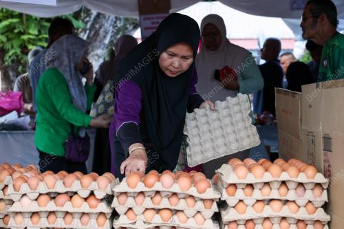 TINJAUAN HARGA TELUR AYAM