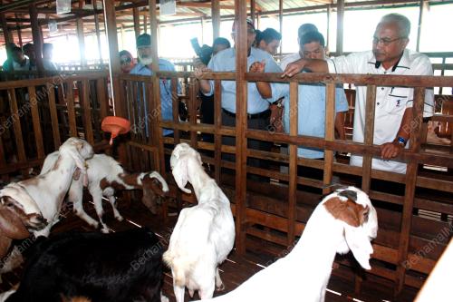 TR11_02022011_KAMBING