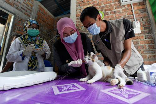 TAMAN KUCING DUNGUN