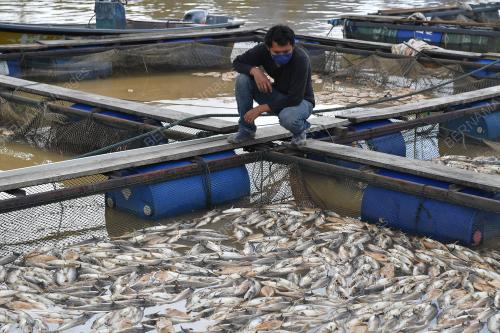 IKAN AIR TAWAR MATI