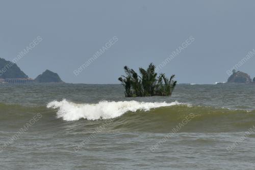 POKOK NIPAH