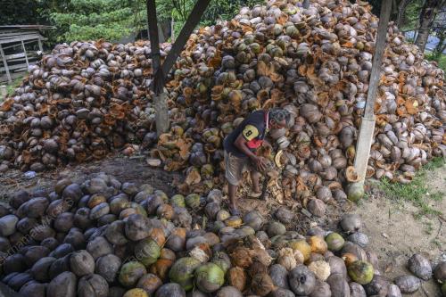 REZEKI BUAH KELAPA