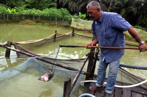 TR11_13012018_KETENGAH_IKAN