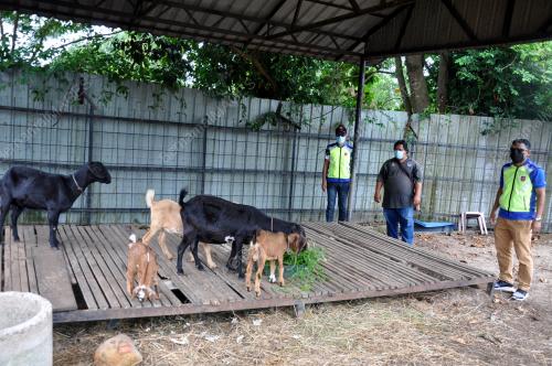 LELONG KAMBING
