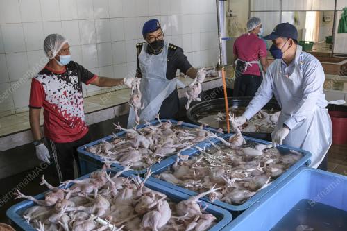 OPS HARGA AYAM