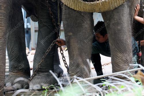 OPERASI PINDAH GAJAH