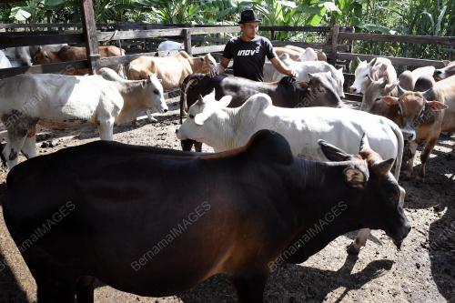 TR11_18082018_PENTERNAK_LEMBU