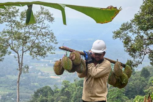 MUSIM DURIAN