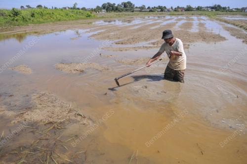 MEMBAJAK TANAH SAWAH