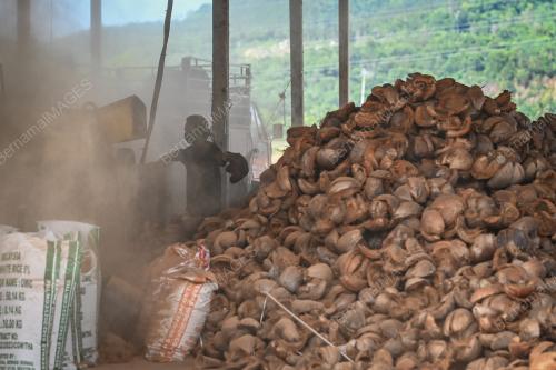 PEMPROSESAN SABUT KELAPA