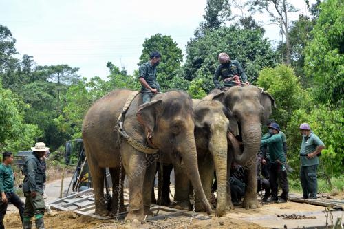 GAJAH JANTAN LIAR