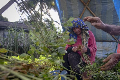 BERKEBUN_KACANG