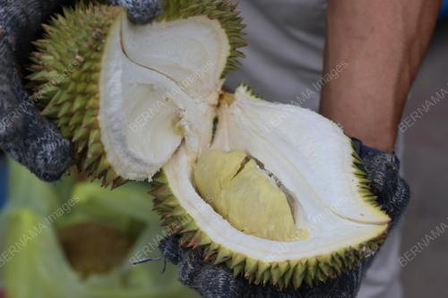 DURIAN FAMA