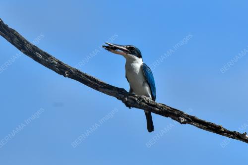 BURUNG PEKAKA SUNGAI