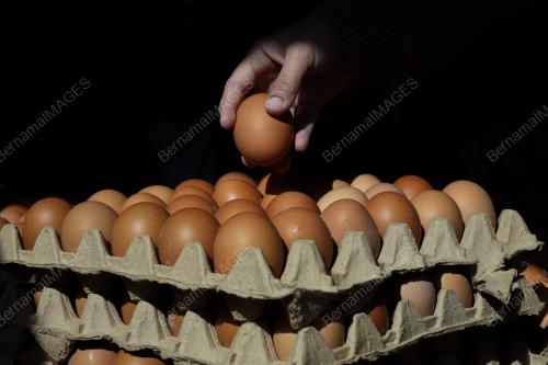 TINJAUAN HARGA TELUR AYAM
