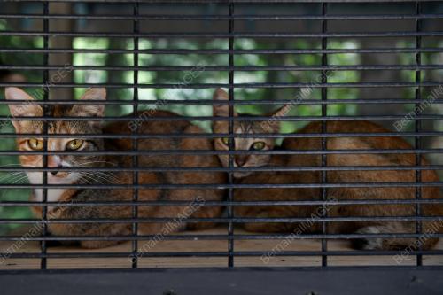TAMAN KUCING DUNGUN