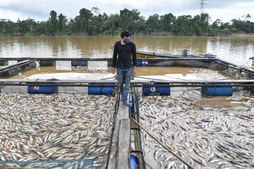 IKAN AIR TAWAR MATI