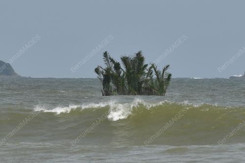 POKOK NIPAH