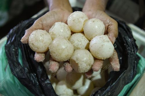 TELUR PENYU DI PASARAN