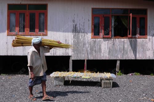 PUCUK NIPAH