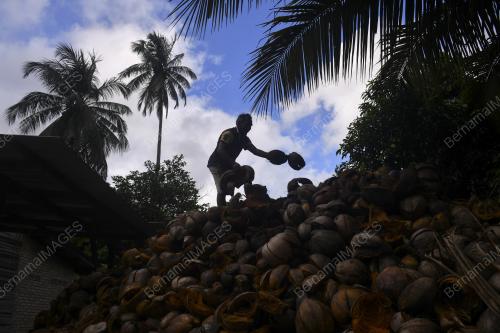 REZEKI BUAH KELAPA