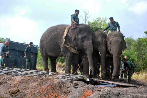 GAJAH