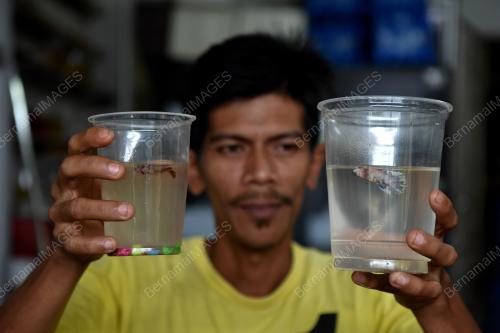 BANJIR KEMAMAN