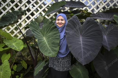 POKOK KELADI