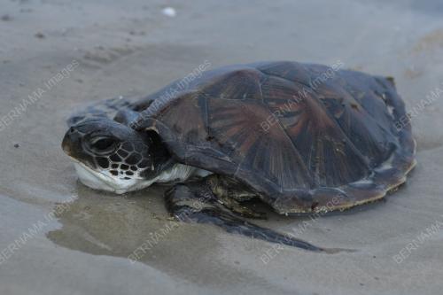 PENYU AGAR BETINA TERDAMPAR DI PANTAI