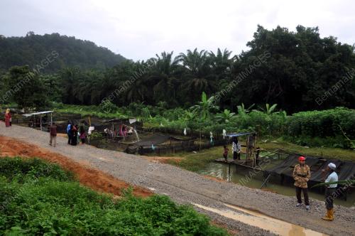 TR12_13012018_KETENGAH_IKAN