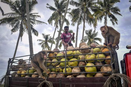 MENCARI REZEKI BERSAMA BERUK