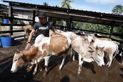 TR12_18082018_PENTERNAK_LEMBU