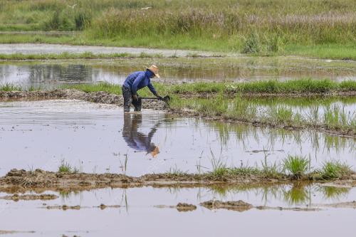 MEMBAJAK TANAH SAWAH