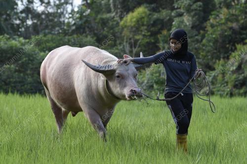 TR12_21012019_GADIS_KERBAU