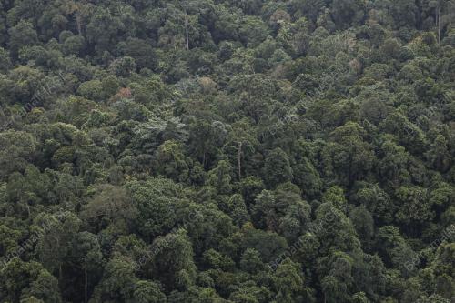 HARI HUTAN ANTARABANGSA