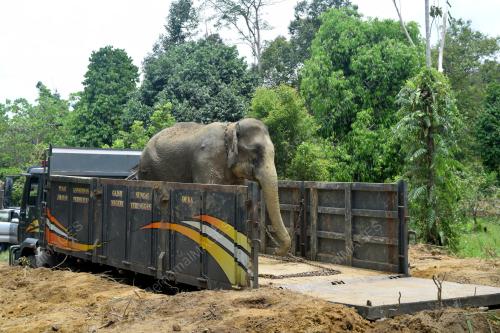 GAJAH JANTAN LIAR