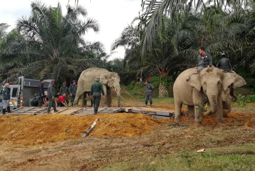 PERHILITAN TANGKAP GAJAH