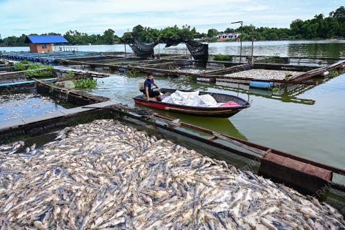 IKAN BAUNG MATI