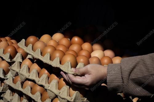 TINJAUAN HARGA TELUR AYAM