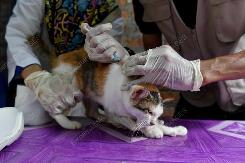 TAMAN KUCING DUNGUN