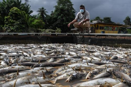 IKAN AIR TAWAR MATI