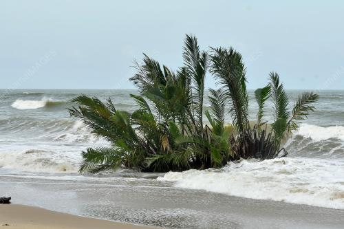 POKOK NIPAH