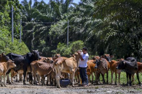 LEMBU KORBAN
