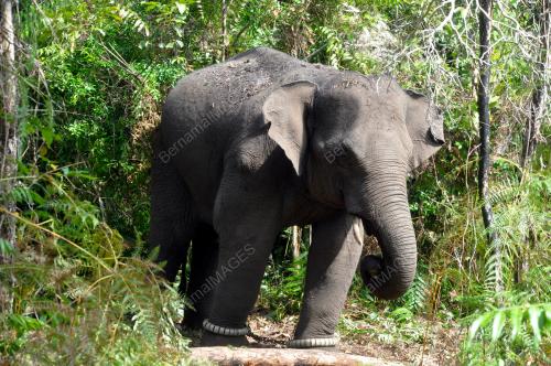 GAJAH