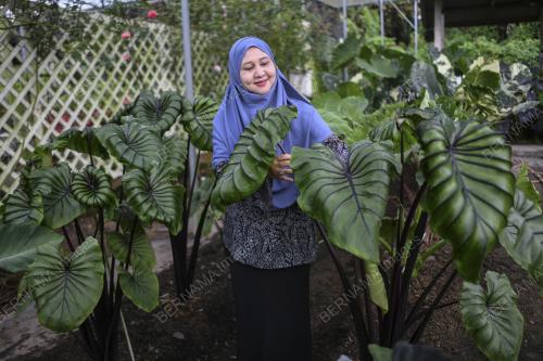 POKOK KELADI