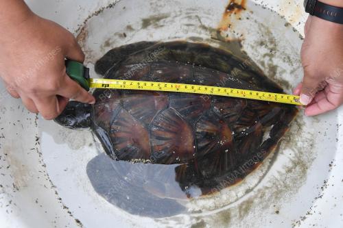 PENYU AGAR BETINA TERDAMPAR DI PANTAI