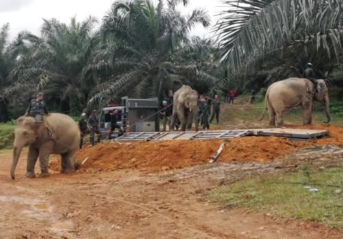 PERHILITAN TANGKAP GAJAH