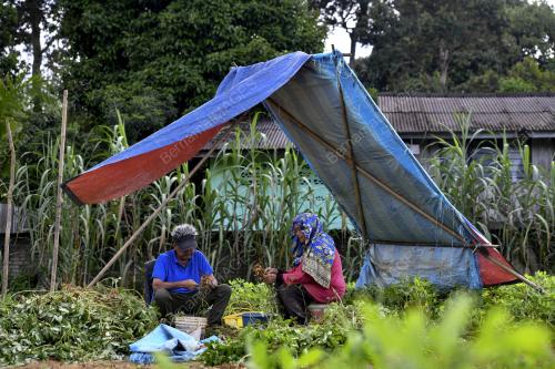 BERKEBUN_KACANG